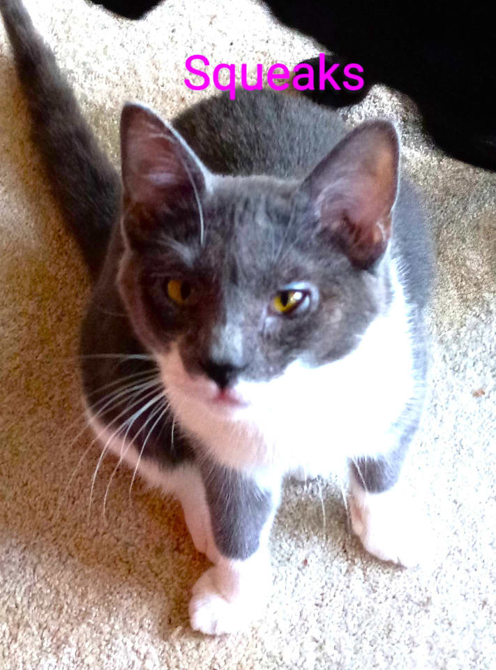Photo of Squeaks
