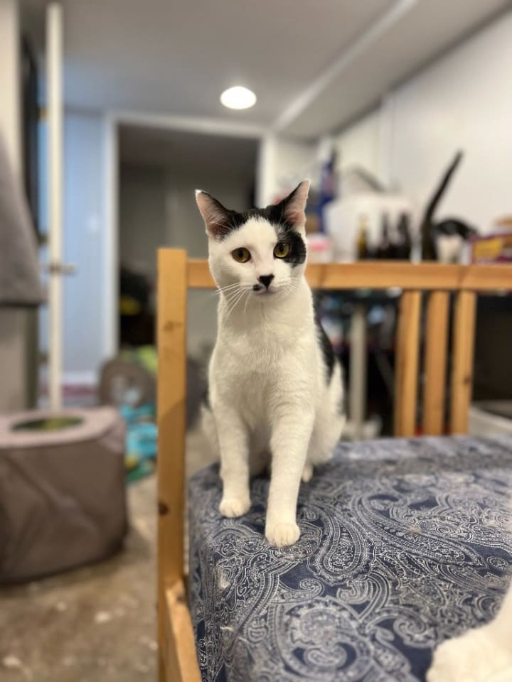 Photo of Chance