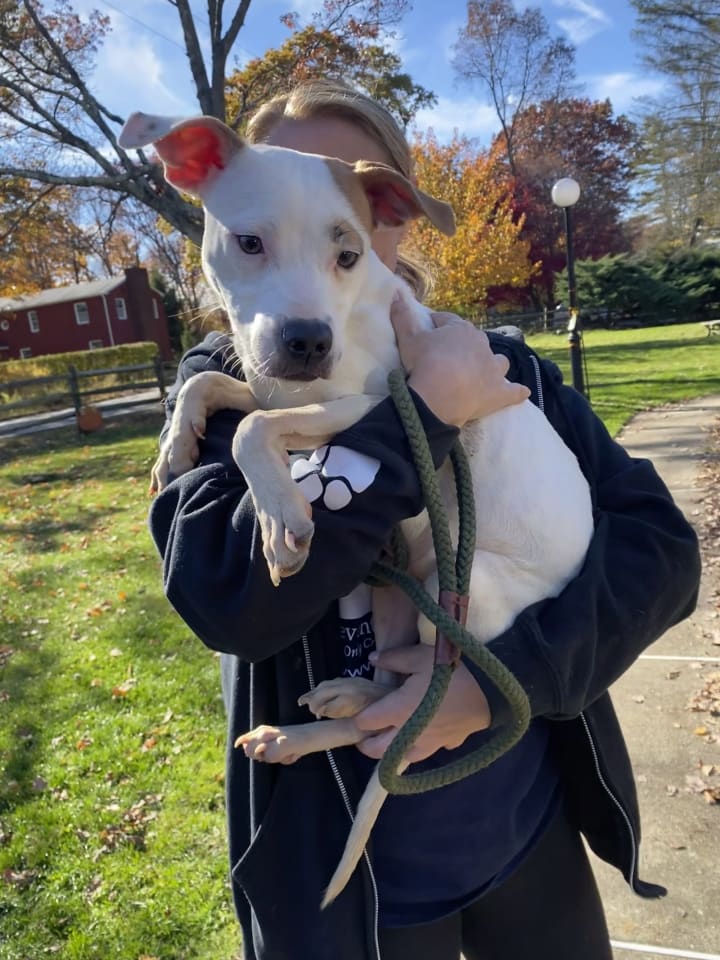 Photo of Olive Mini Pittie