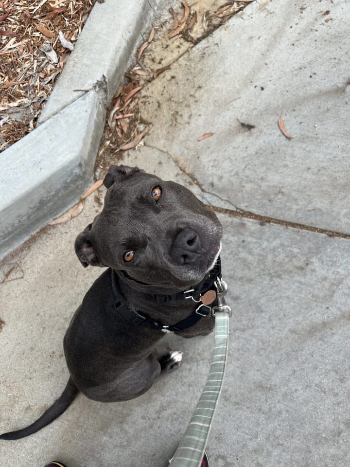 Photo of Suki **Courtesy Listing
