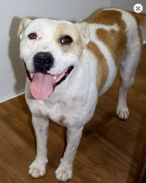 Photo of Tillie