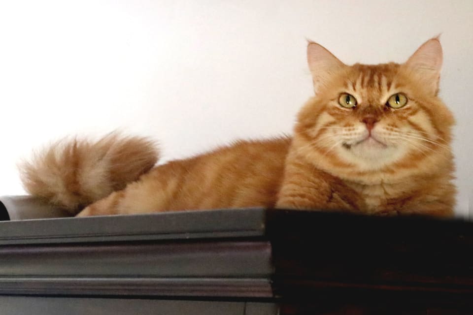 Photo of Mango