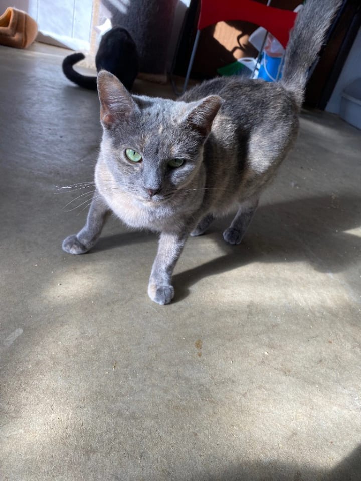 Photo of Opal