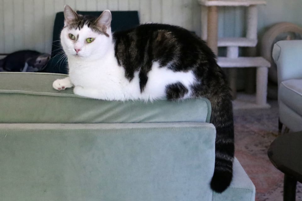 Photo of Vanilla