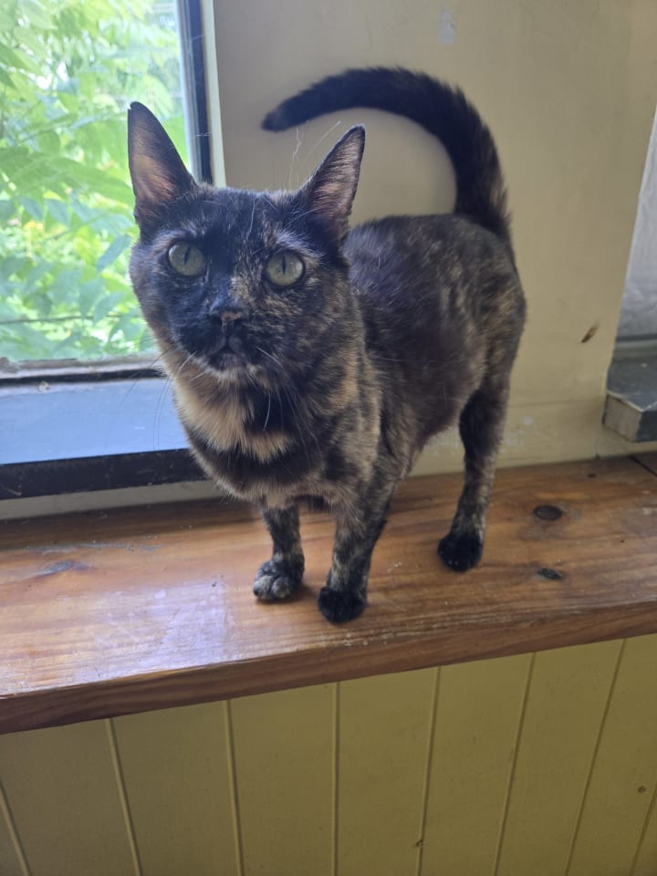 Photo of Nebula