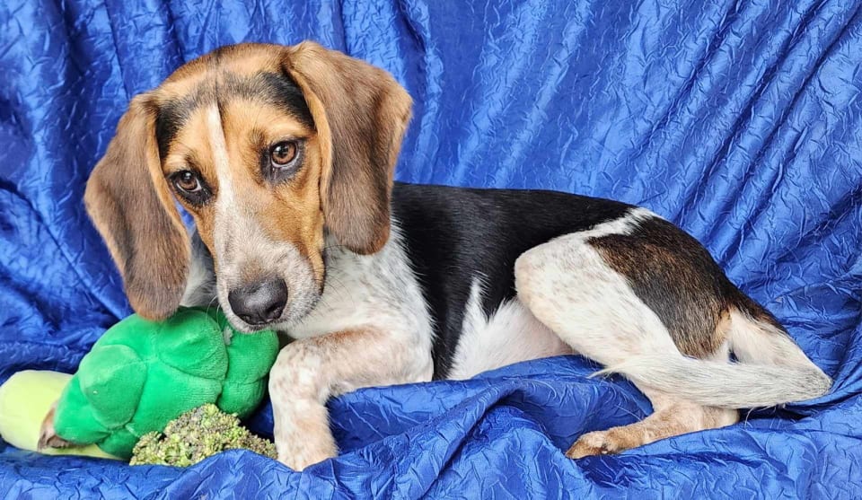 Photo of Jolene Beagle