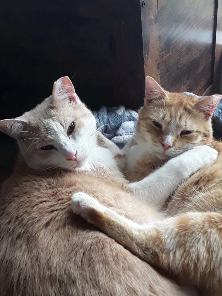 Photo of Jesse (& Jerry) - BONDED