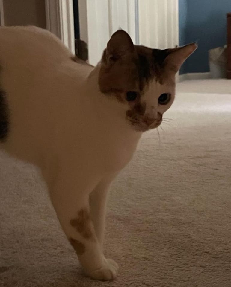 Photo of Luna