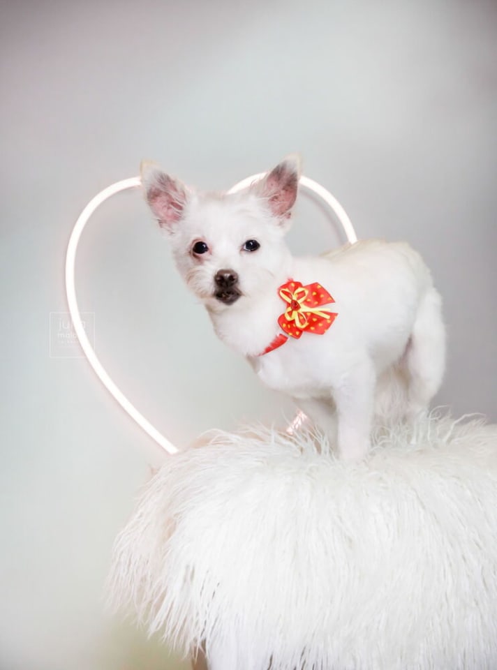 Photo of Sweet Pea