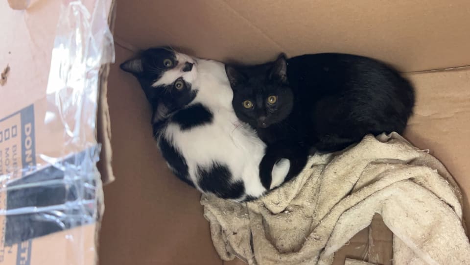 Photo of C247 Litter Stout