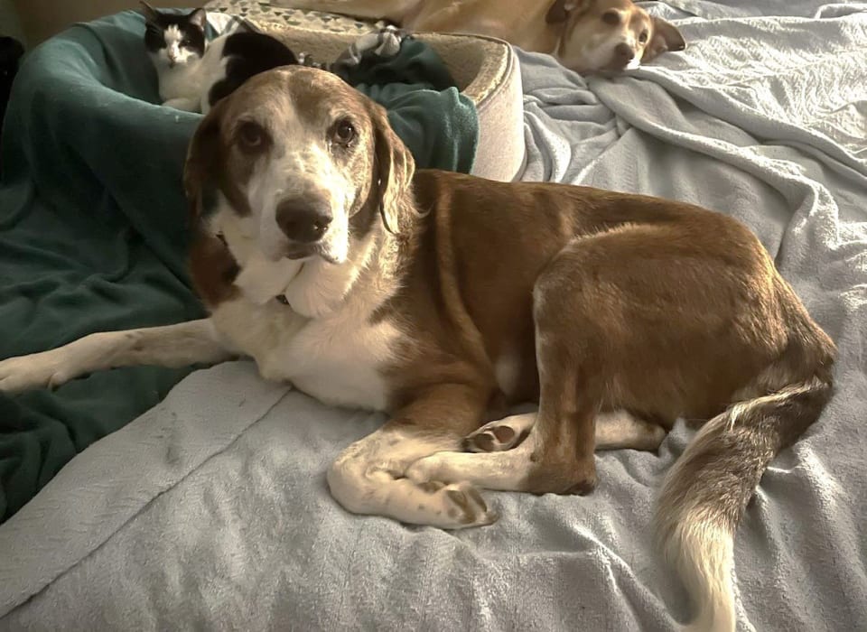Photo of Maggie Pearl - Hospice Only