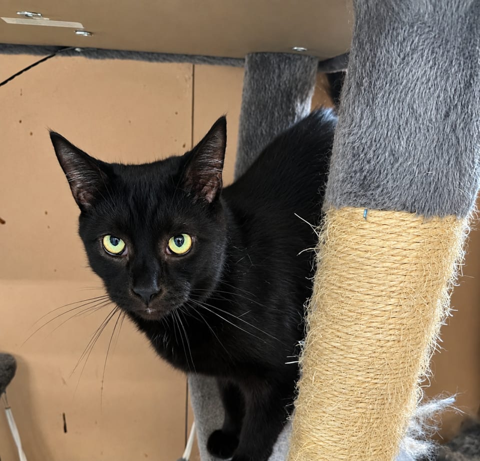 Photo of Shadow