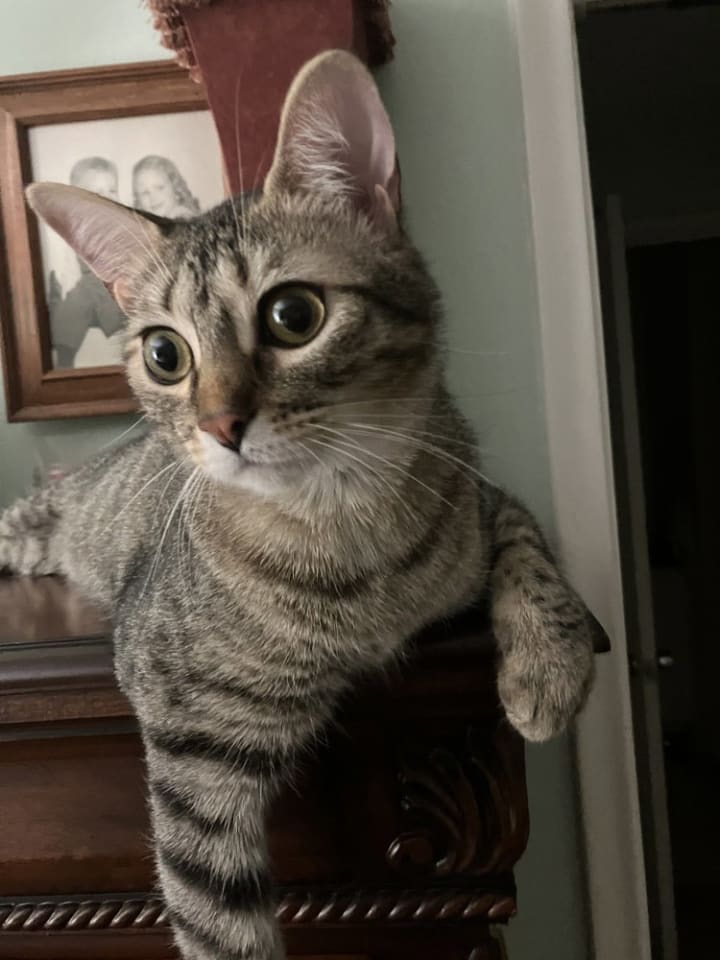Photo of Cricket