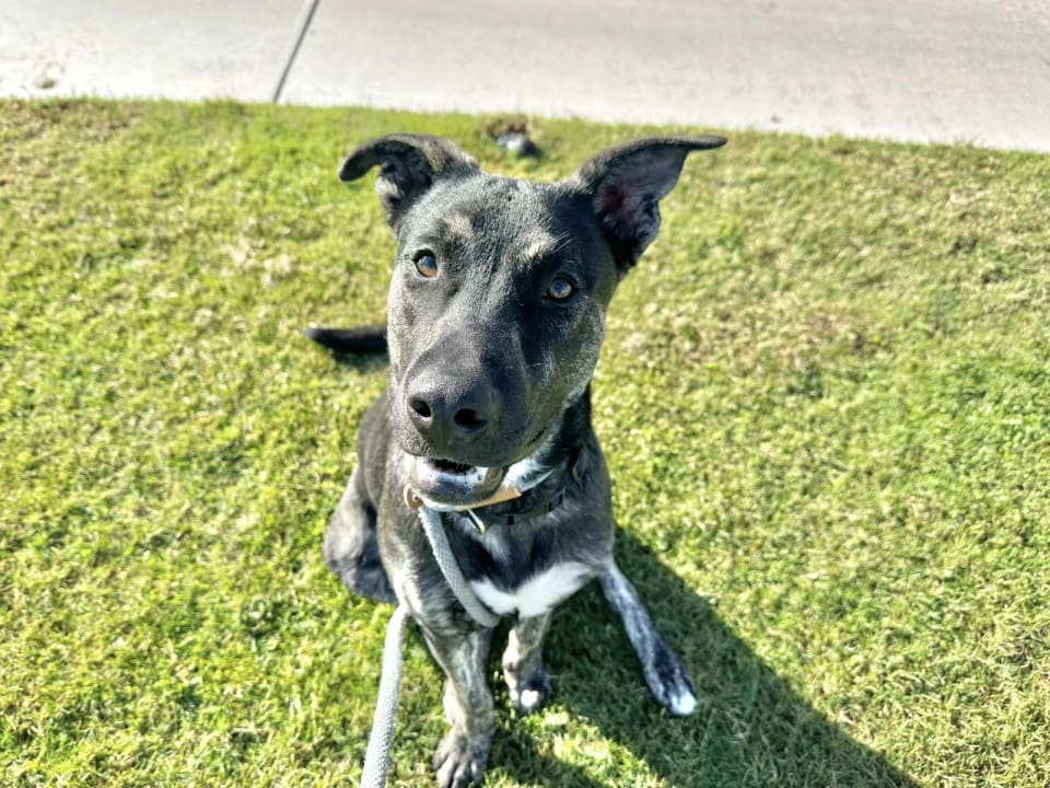 Photo of APOLLO