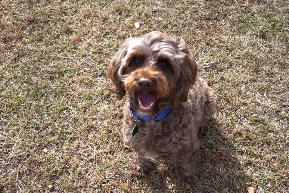 Photo of Coco