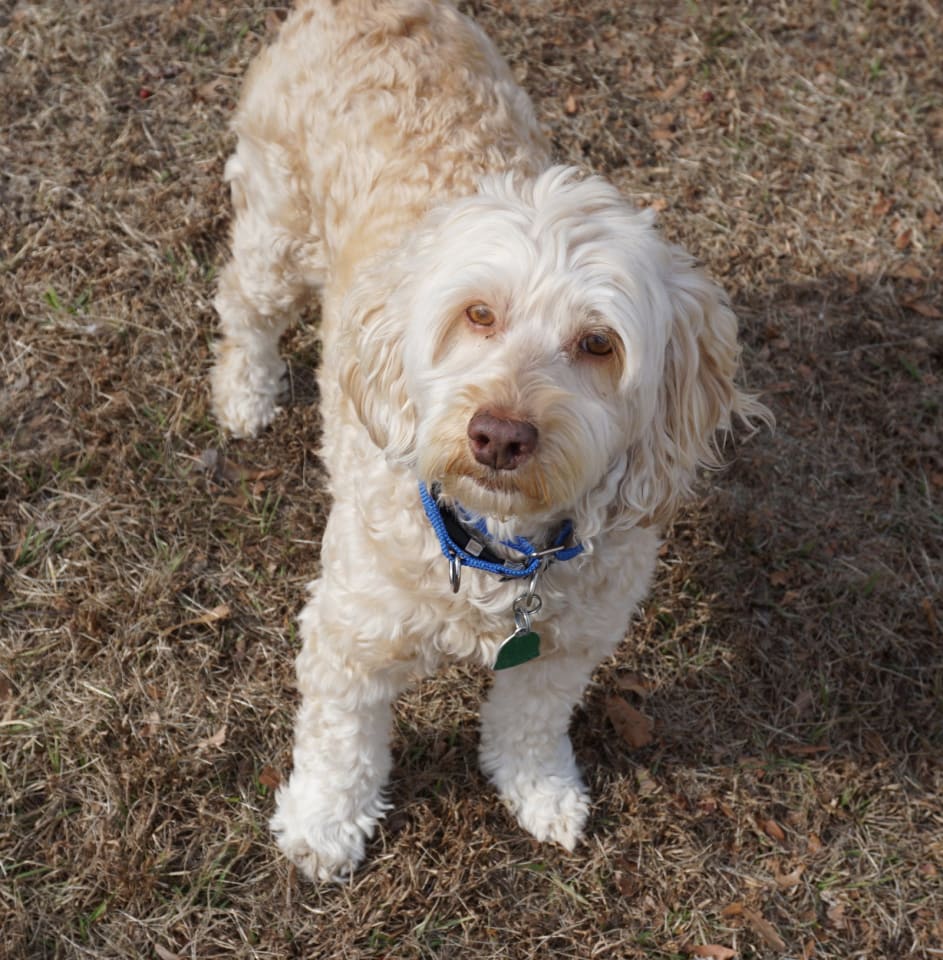 Photo of Bella Doodle