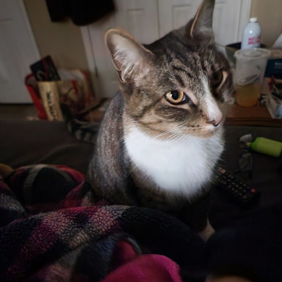 Photo of Moose