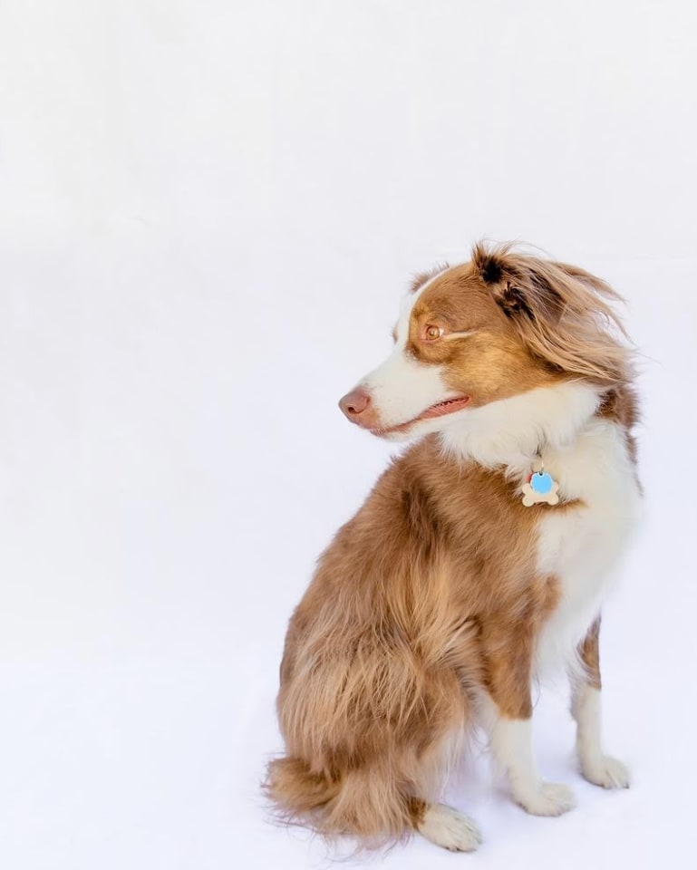 Photo of Misio