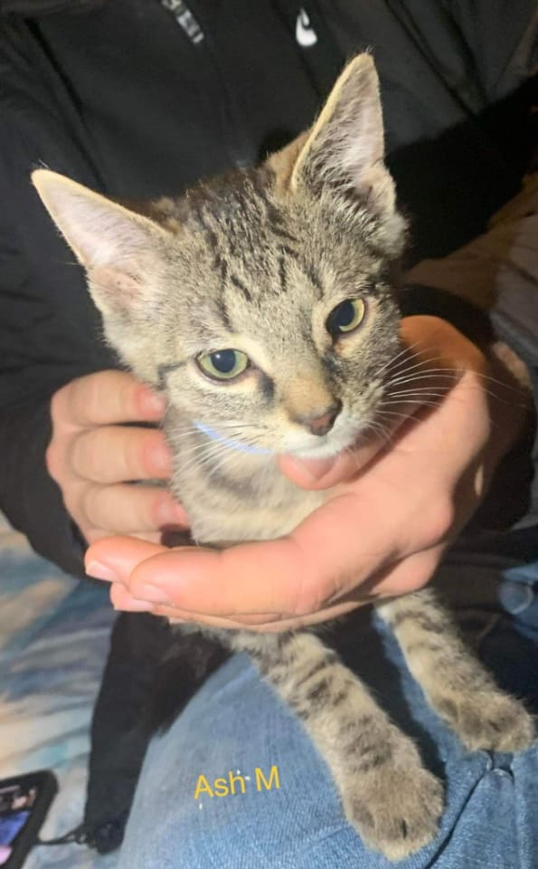 Photo of Ash