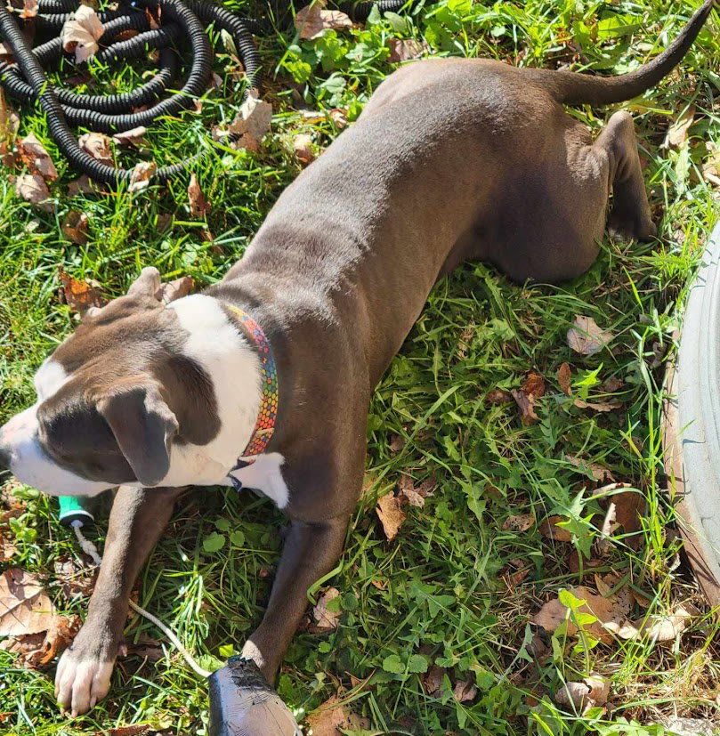Photo of Penny
