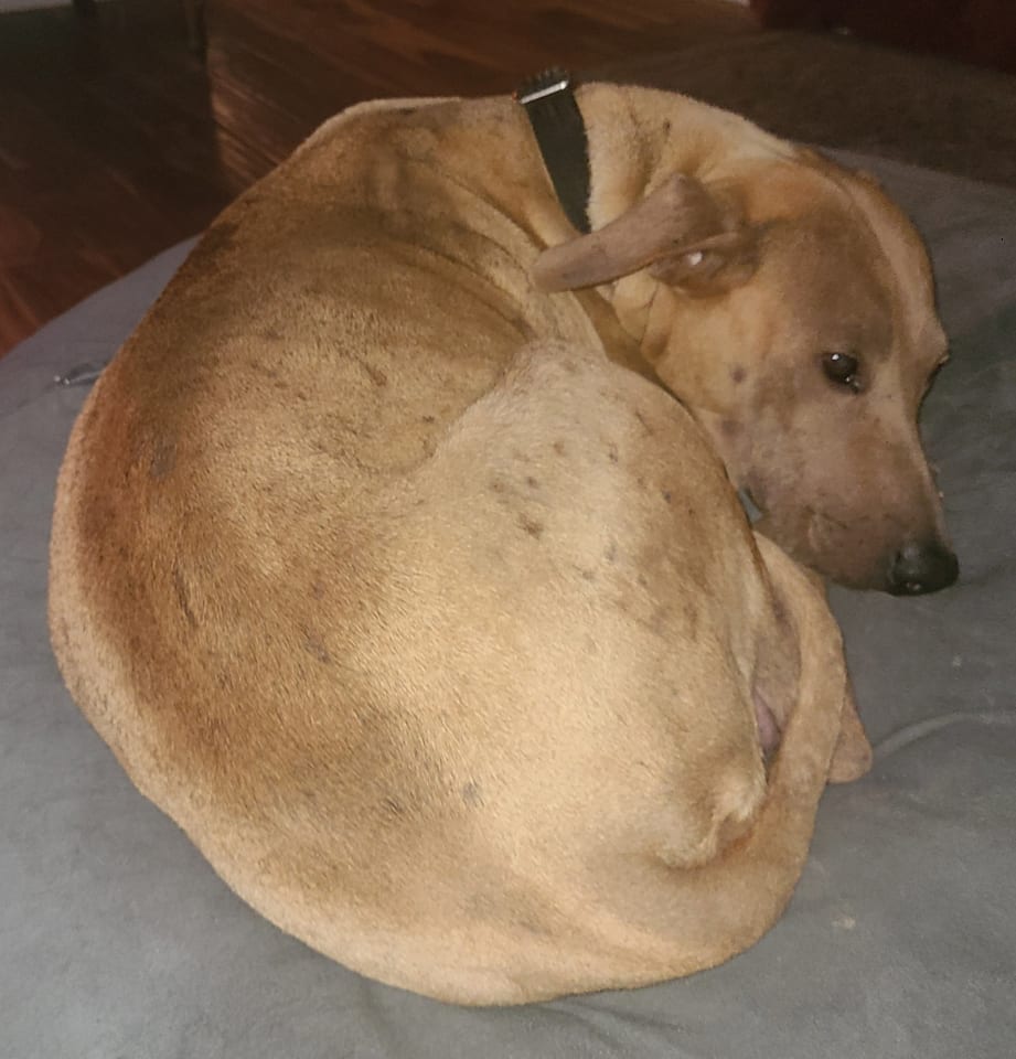 Photo of Binx Mama Sato