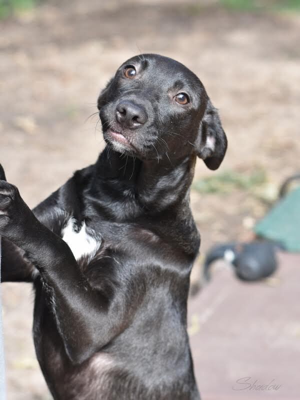 Photo of Shadow (Lone Star Litter)