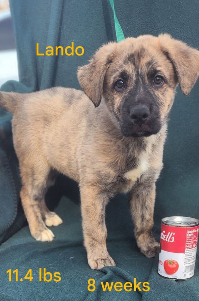 Photo of Lando