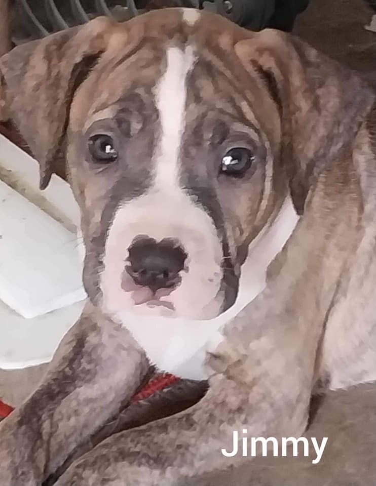 Photo of Jimmy - Louisiana Litter