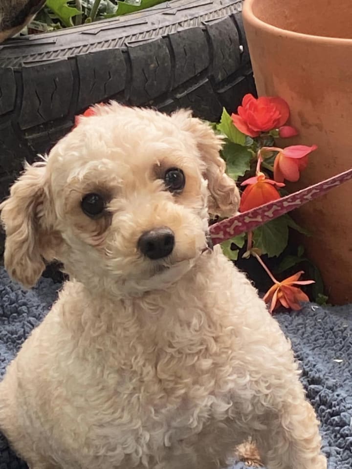 Photo of KENDRA- PERMANENT RESIDENT