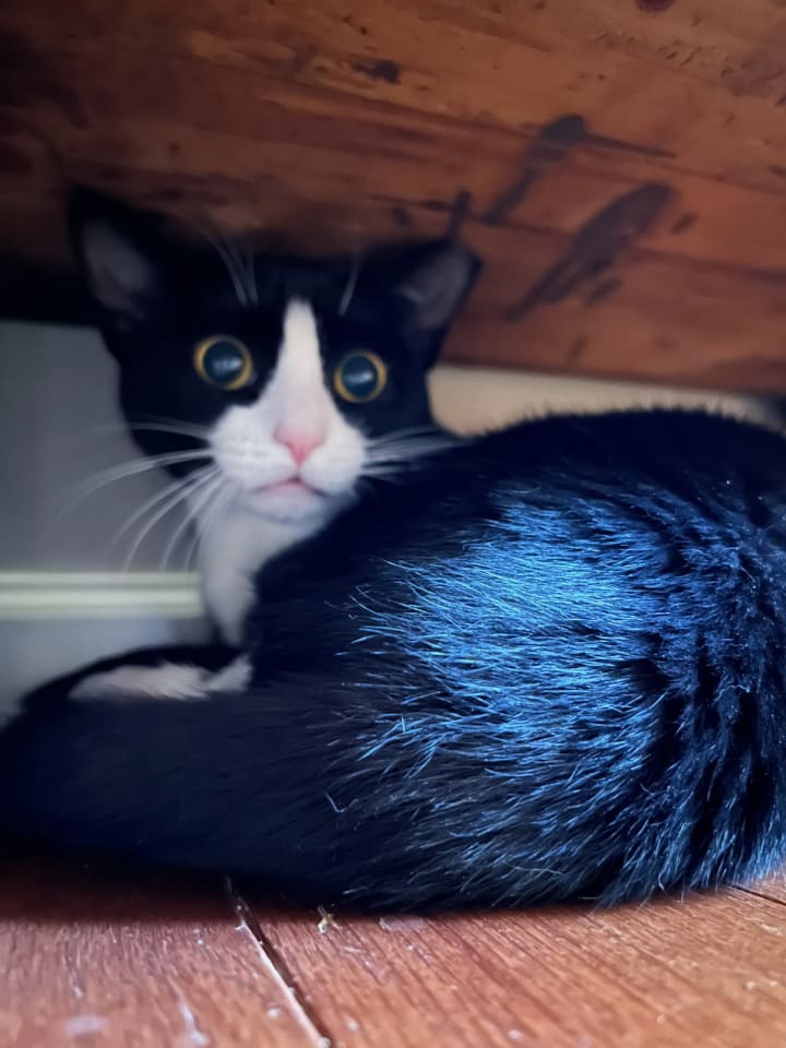 Photo of Pip