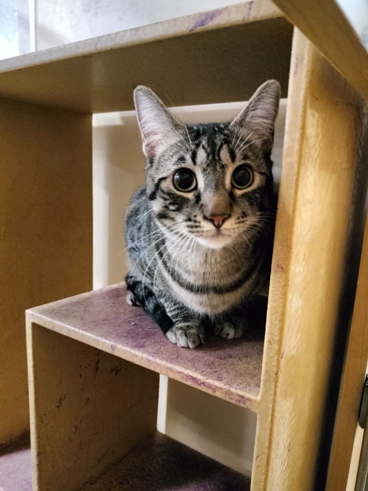 Photo of Fancy