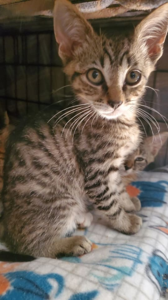 Photo of T Kitties : Tommy