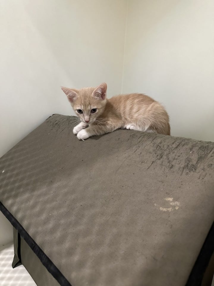 Photo of Tesla