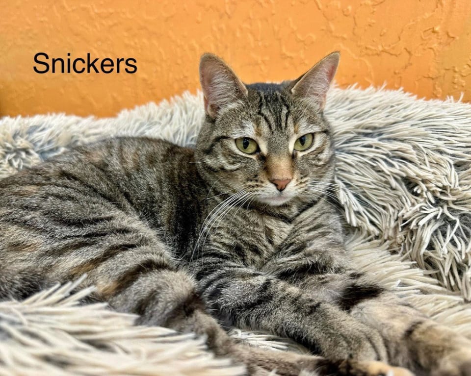 Photo of Snickers