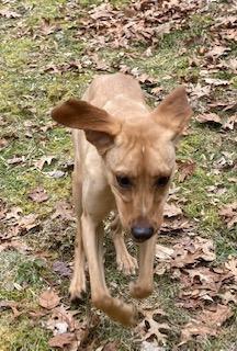 Photo of Hal, a loving shadow