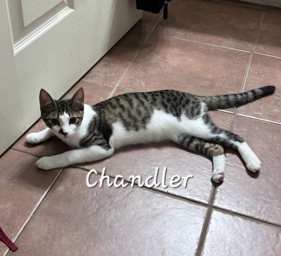 Photo of Chandler #mr-bright-eyes