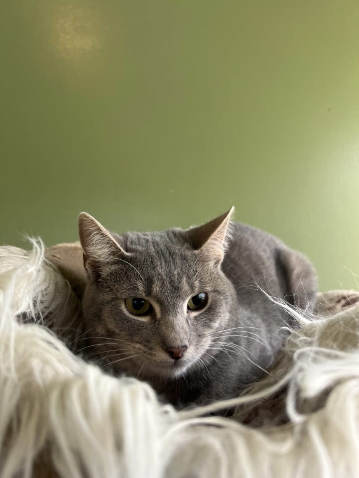 Photo of C264 Litter Juliet