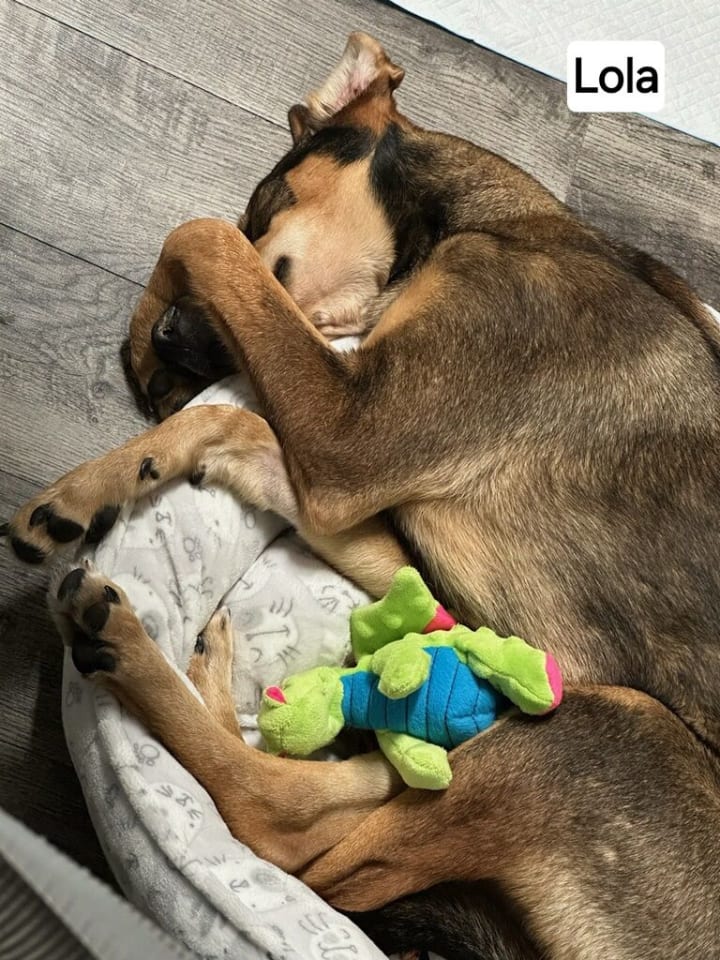 Photo of Lola