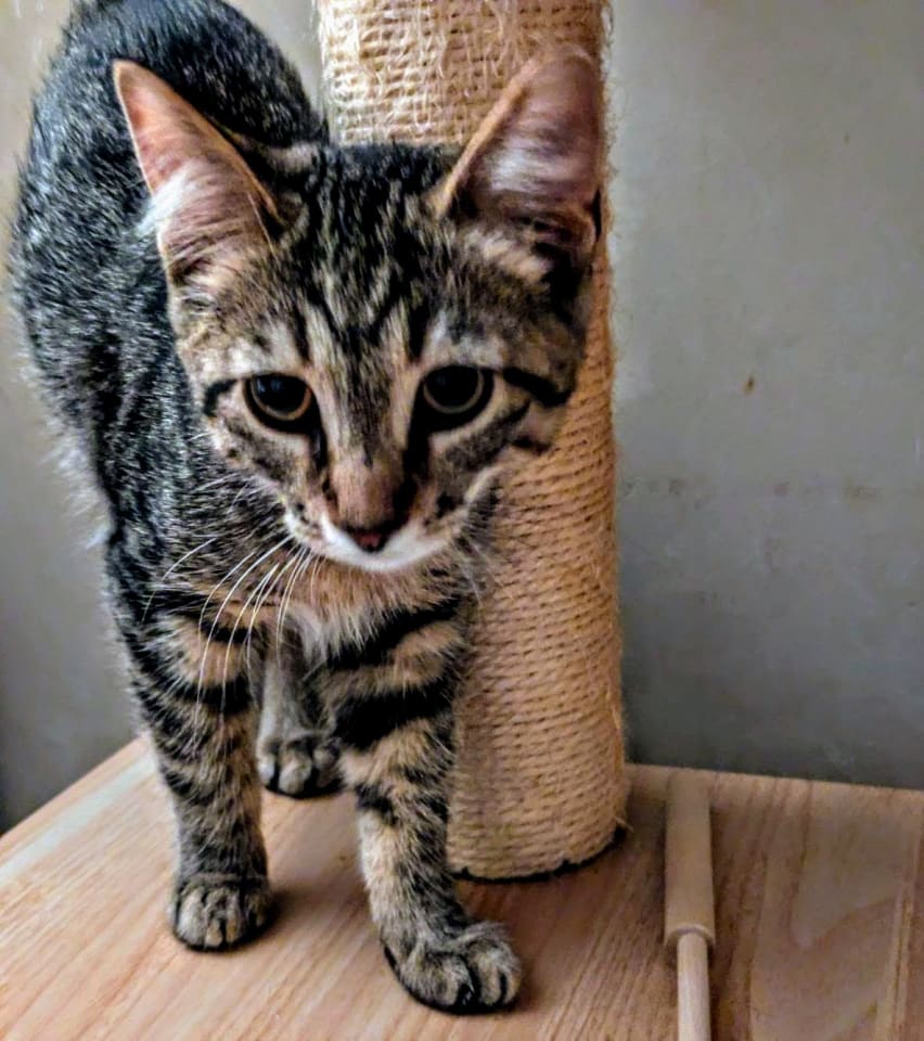Photo of C266 litter Suni lee