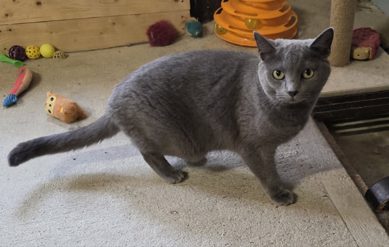 Photo of Char