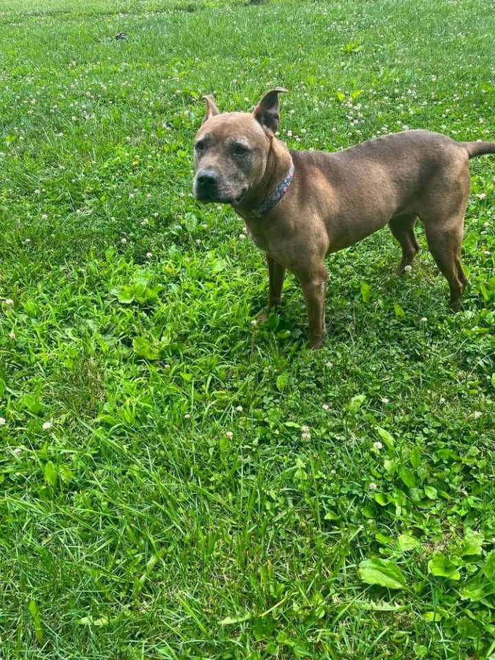 Photo of Cookie Boo