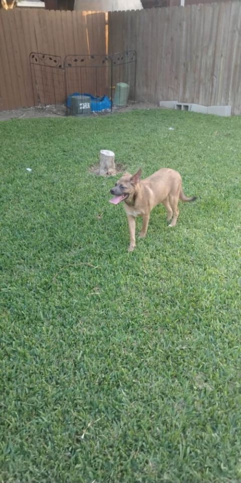 Photo of Pebbles (TX)