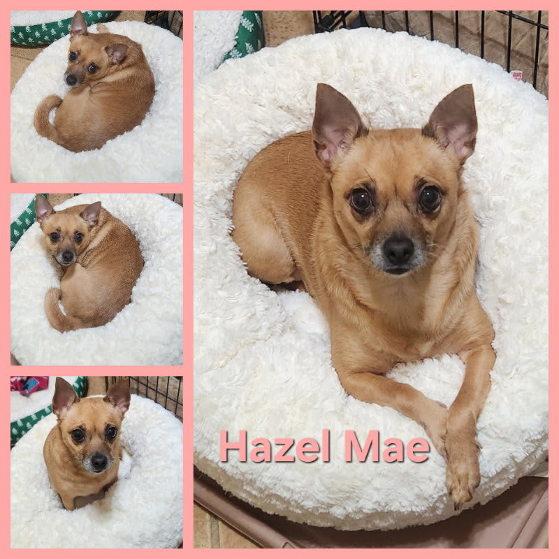 Photo of Hazel Mae