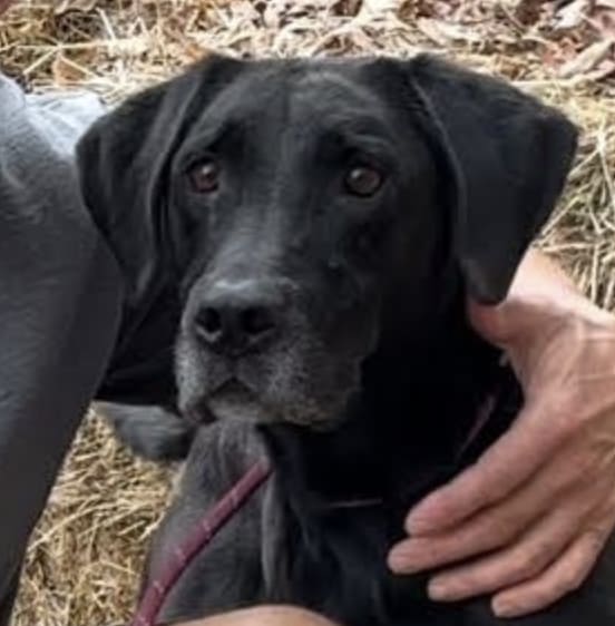 Photo of Diesel