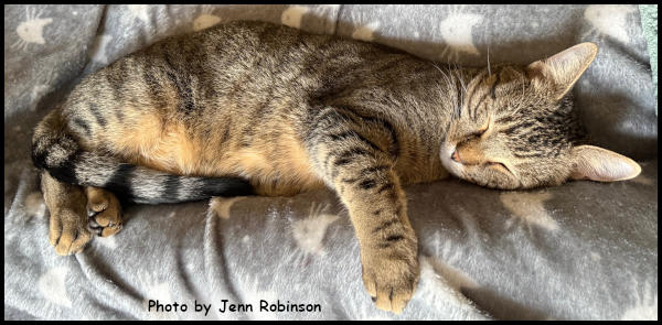 Photo of Munchkin