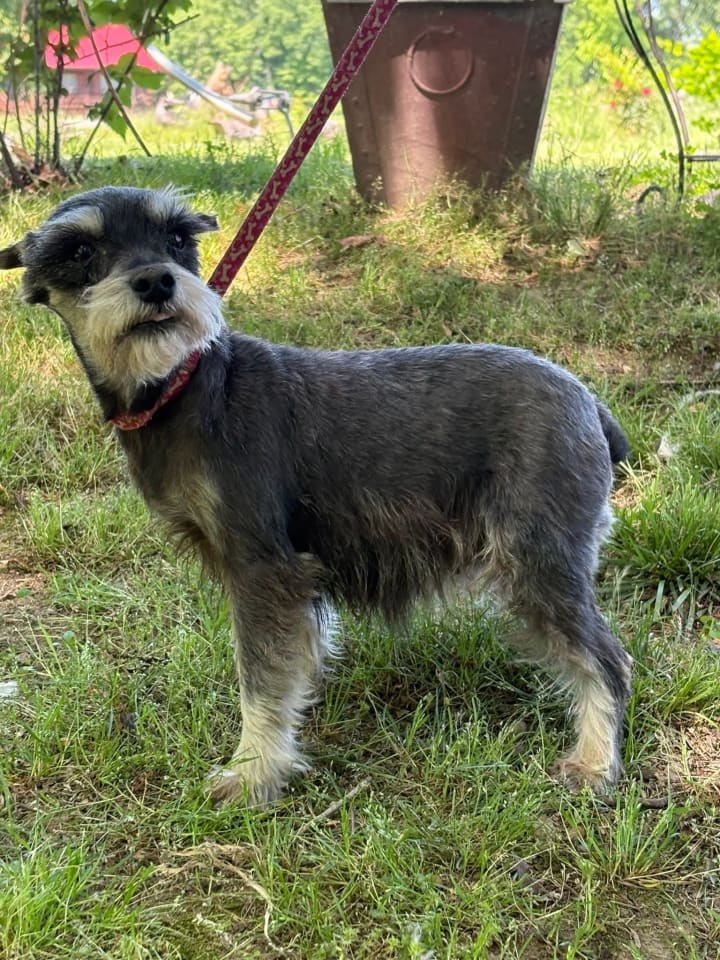 Photo of VIOLET/ ADOPTED
