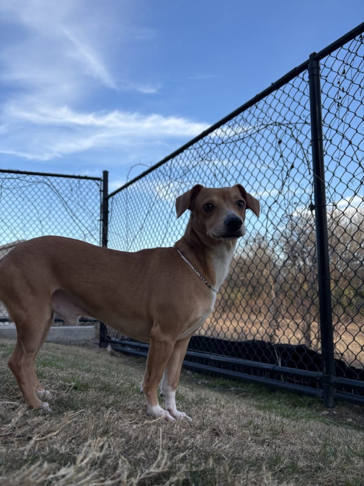 Photo of Mojo
