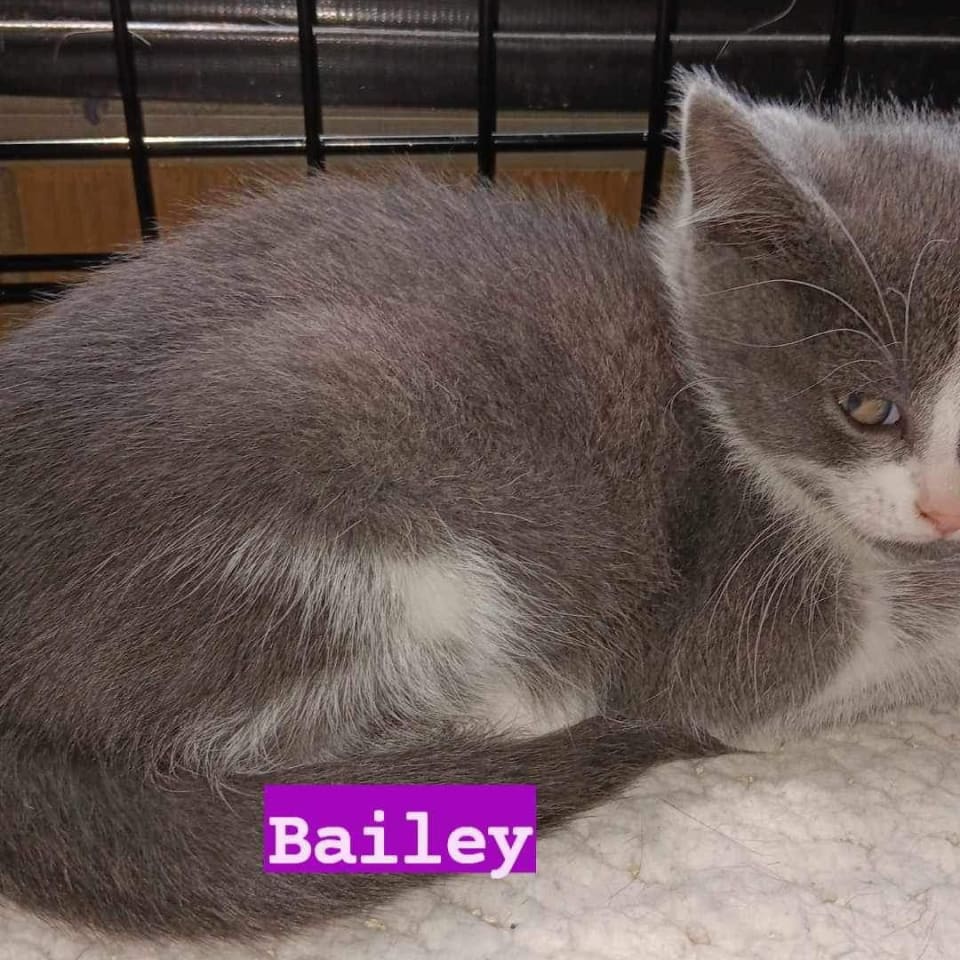 Photo of Bailey