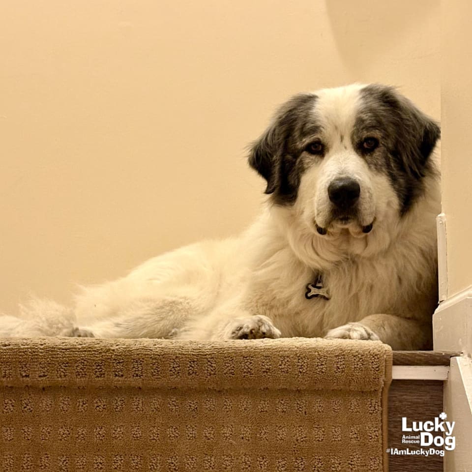 Photo of Big Boy
