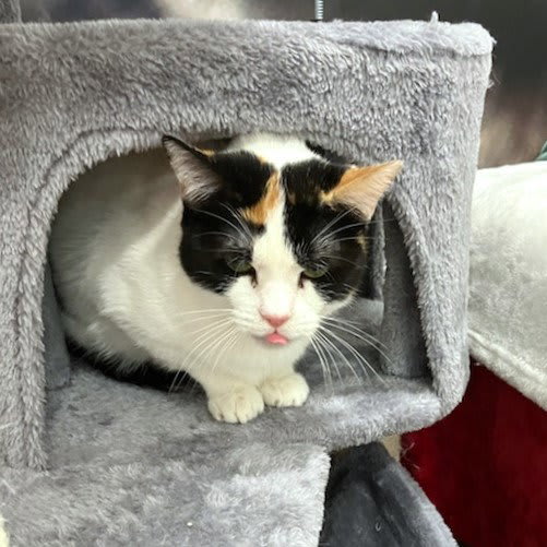 Photo of Daphne